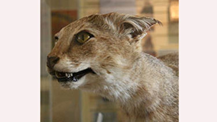 വള്ളിപ്പുലിയുടെ ആക്രമണത്തിൽ മൂരിക്കിടാവ് ചത്തു വള്ളിപ്പുലിയുടെ ആക്രമണത്തിൽ മൂരിക്കിടാവ് ചത്തു