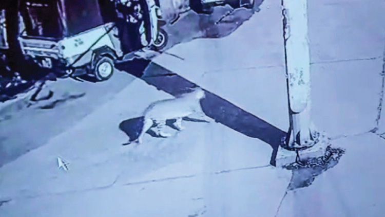 വാൽപ്പാറ പുലിഭീതിയിൽ; നഗരത്തിലൂടെ വിലസുന്ന പുലിയുടെ ദൃശ്യങ്ങൾ പുറത്ത്