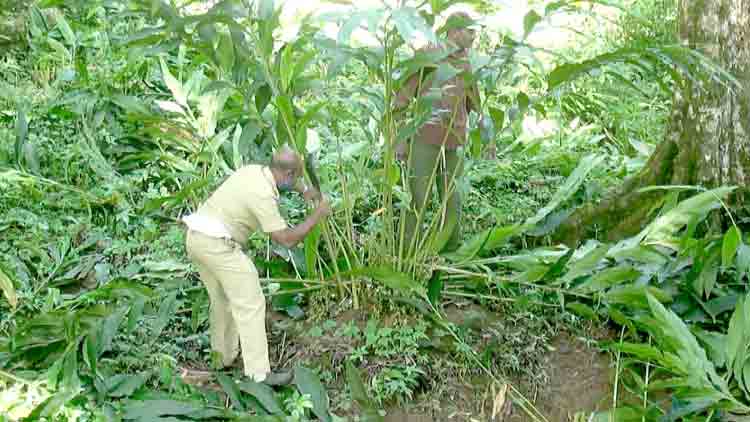 വനഭൂമി കൈയേറി ഏലകൃഷി; വെട്ടിമാറ്റി വനപാലകർ ഭൂമി തിരിച്ചുപിടിച്ചു