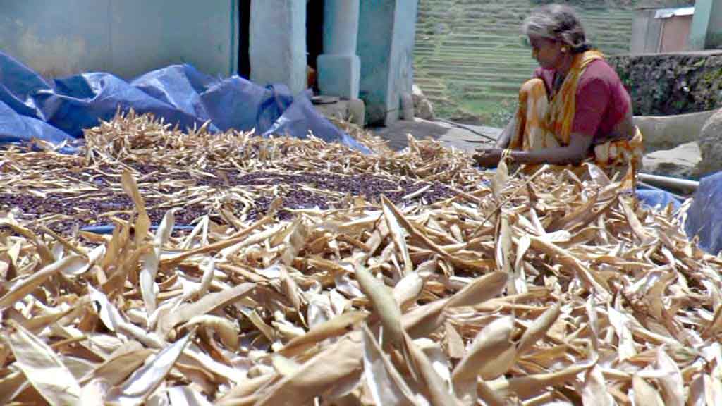 കരിഞ്ഞുണങ്ങി വട്ടവട; ഓണത്തിന്​  ഇത്തവണ​ പച്ചക്കറിയില്ല