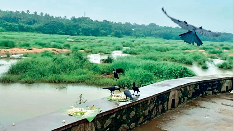 vavu-bali-ottappalam