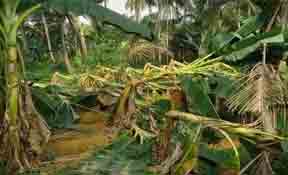 റ​​ബ​​ര്‍ മ​​രത്തി​​ന് 36 രൂ​​പ​​, വാ​​ഴ​ക്ക് 5.40; കാണുന്നില്ലേ ക​ര്‍​ഷ​ക​രുടെ കണ്ണീർ?