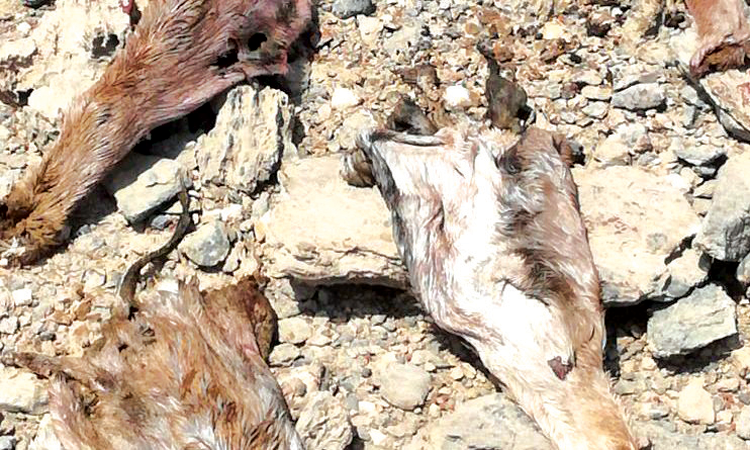 അ​റേ​ബ്യ​ൻ ഗ​​െ​സ​ല്ലെ​ക​ളെ  വേ​ട്ട​യാ​ടി​യ ആ​റു​പേ​ർ പി​ടി​യി​ൽ 