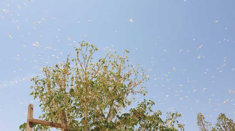 വെട്ടുകിളി ശല്യം : കീ​ട​നാ​ശി​നി പ്ര​യോ​ഗം തു​ട​ങ്ങി​യെ​ന്ന്​ ന​ഗ​ര​സ​ഭ