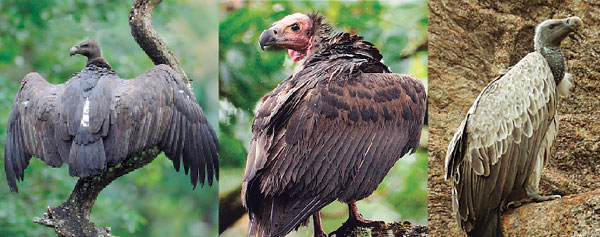 കുറ്റിയറ്റ് കഴുകന്മാര്‍; കേരളത്തില്‍ ഇനി 50ല്‍ താഴെ മാത്രം