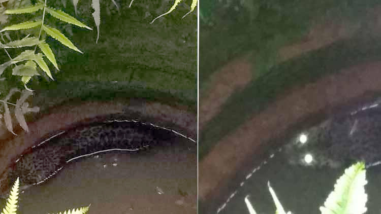 വൈത്തിരിയിൽ പുള്ളിപ്പുലി കിണറ്റിൽ വീണു; മയക്കുവെടി വെച്ച്​ പുറത്തെത്തിച്ചു