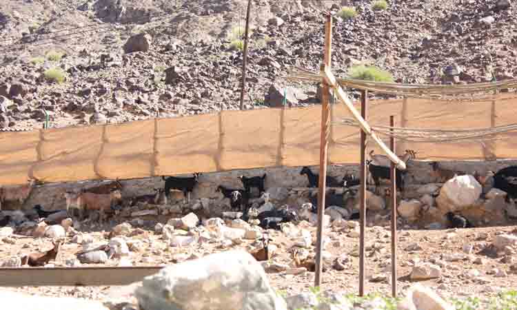 വ​ട​ക്ക​ന്‍ മ​ല​ക​ളി​ലെ ആ​ടു​ക​ള്‍ ‘പൂ​ക്കു​ന്ന’ താ​ഴ്വ​ര​ക​ള്‍