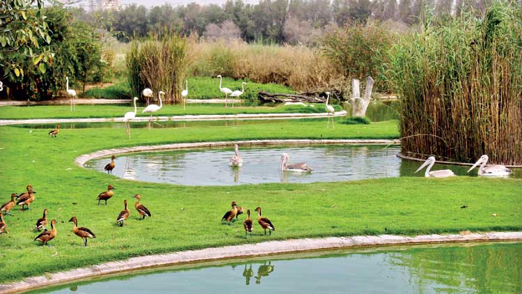 ഷാ​ർ​ജ വ​സി​ത് ത​ണ്ണീ​ർ​ത്ത​ടം ഇ​നി റാം​സർ പ​ട്ടി​ക​യി​ൽ