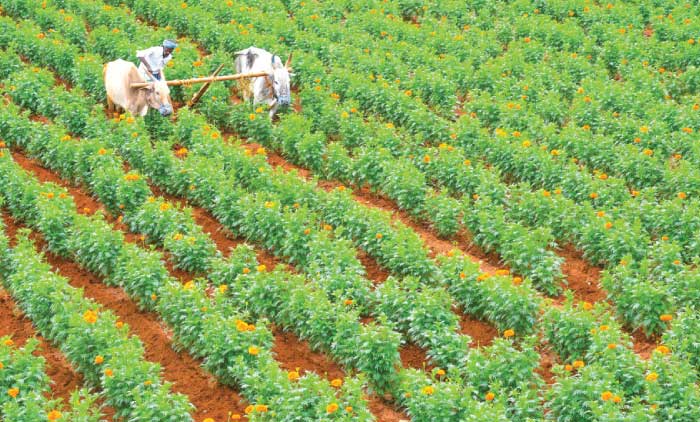 പൂപ്പാടങ്ങൾ ഒരുങ്ങി