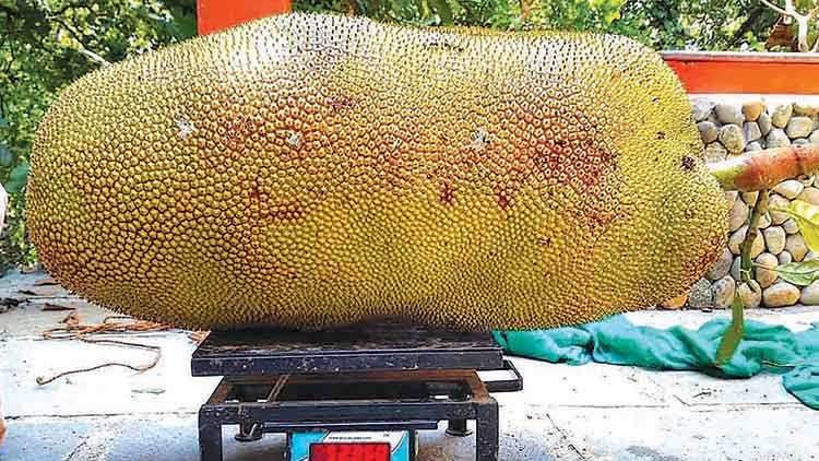 wayanad-jackfruit