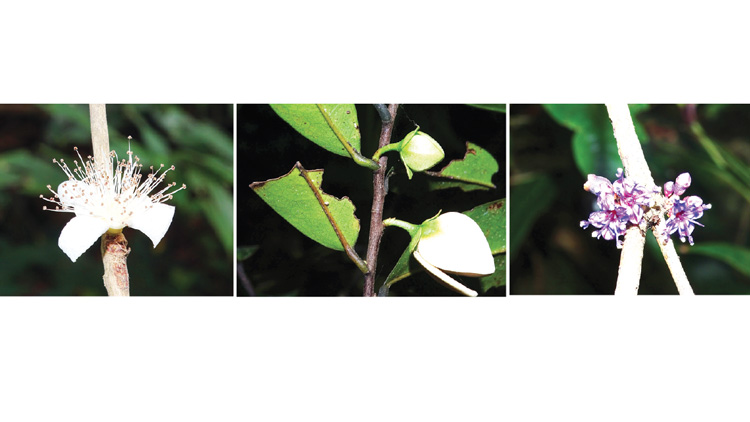 പശ്ചിമഘട്ടത്തില്‍ മൂന്നിനം പുതിയ സസ്യങ്ങൾ