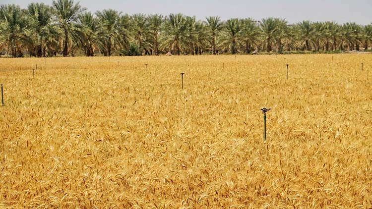 ആദമിലെ ഗോതമ്പ് പാടങ്ങൾ കൊയ്​ത്തിനൊരുങ്ങുന്നു