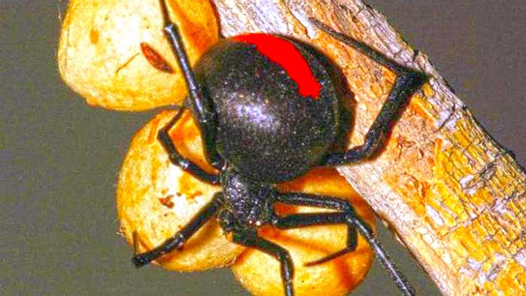 പു​തി​യ ഇ​നം ബ്ലാ​ക്ക്​ വി​ഡോ  ചി​ല​ന്തി​യെ ക​ണ്ടെ​ത്തി