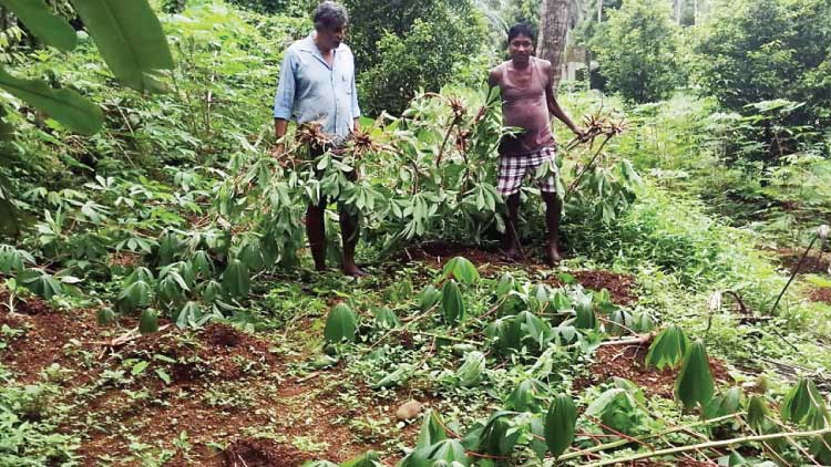 കാ​ട്ടു​പ​ന്നി​ക​ൾ കൃ​ഷി ന​ശി​പ്പി​ച്ചു
