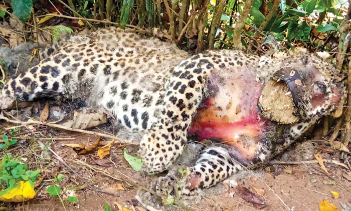 കെണിയിൽ കുടുങ്ങി പുള്ളിപ്പുലി ചത്ത നിലയിൽ; സ്ഥലം ഉടമകൾക്കെതിരെ കേസെടുത്തു