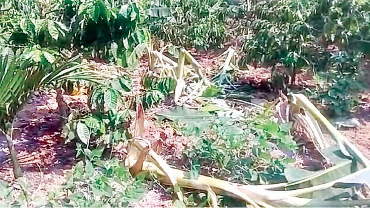 ചീ​രാ​ലി​ൽ കാ​ട്ടാ​ന ശ​ല്യം രൂ​ക്ഷം; കൃ​ഷി നാ​ശം പ​തി​വാ​കു​ന്നു