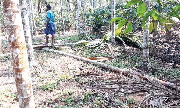 കാ​ട്ടാ​ന​ക്കൂ​ട്ടം ജ​ന​വാ​സ മേ​ഖ​ല​യി​ൽ; ഭീ​തി​യോ​ടെ ജ​നം