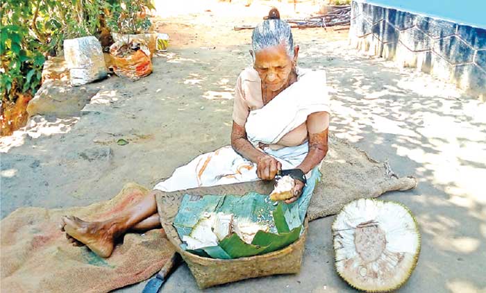 ഡോ​ക്ട​റെ ക​ണ്ടി​ല്ല, ഇം​ഗ്ലീ​ഷ് മ​രു​ന്ന് ക​ഴി​ച്ചി​​ല്ല; മാ​ണി​ക്യം മു​ത്ത​ശ്ശി​ക്ക് വ​യ​സ്സ് 86