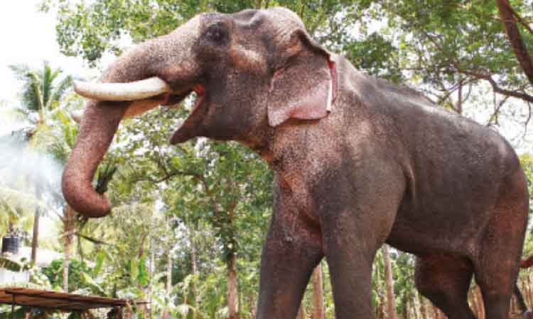 തെച്ചിക്കോട്ടുകാവ്​ രാമചന്ദ്രൻ വിഷയം ബി.ജെ.പി  രാഷ്​ട്രീയവത്​കരിക്കുന്നു