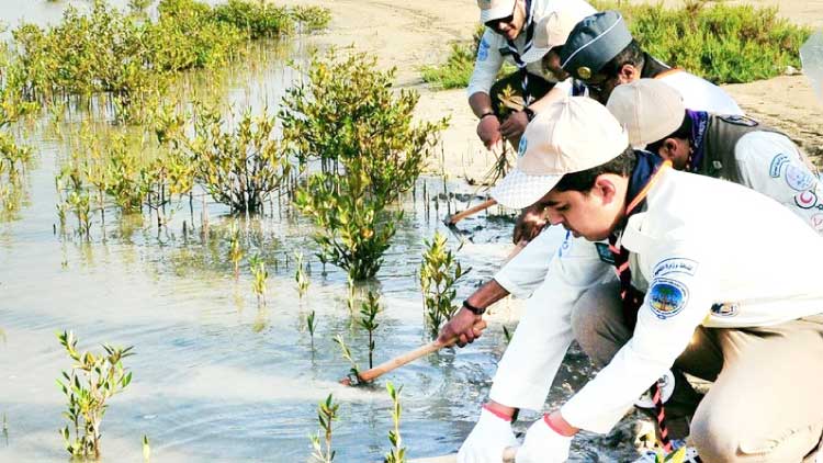 ജീ​വ​ശ്വാ​സ​മാ​യി യാ​മ്പു തീരത്തെ ക​ണ്ട​ൽ​ക്കാടുകൾ