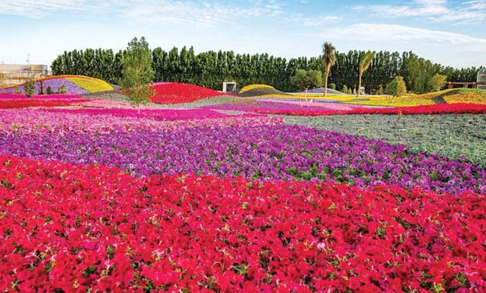 യാമ്പു പുഷ്​പമേളയിൽ ഞാവൽ പഴത്തോട്ടം