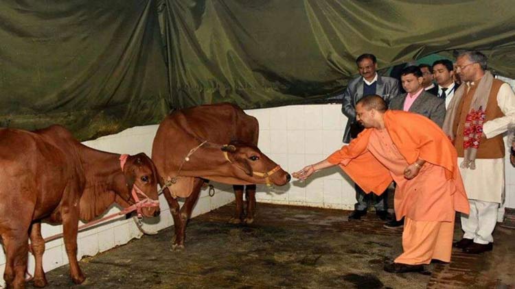 yogi-adityanath-with-cow-10-06-2020