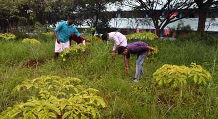 ആനയോളമുണ്ട്​ ഇവർക്ക്​ ചേനക്കാര്യം