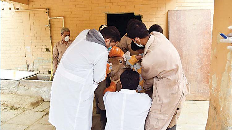 അ​ണു​ബാ​ധ: കു​വൈ​ത്ത്​​ മൃ​ഗ​ശാ​ല​യി​ൽ  18 ജീ​വി​ക​ളെ കൊ​ന്നു